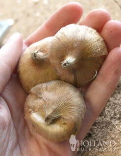 Menu Hardy Mini Gladiolus Collection -Holland Bulb Farms 76143 impressive hardy miniature gladiolus 2