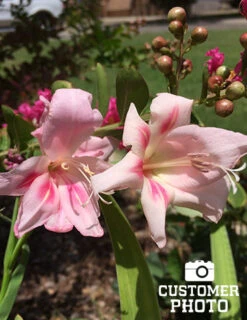 Menu Impressive Hardy Miniature Gladiolus -Holland Bulb Farms 76143 impressive hardy miniature gladiolus 3 1