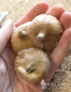 Menu Hardy Mini Gladiolus Collection -Holland Bulb Farms 76144 robinetta hardy miniature gladiolus 2