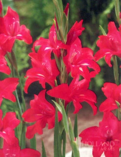 Menu Hardy Mini Gladiolus Collection -Holland Bulb Farms 76144 robinetta hardy miniature gladiolus