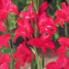 Menu Robinetta Hardy Miniature Gladiolus -Holland Bulb Farms 76144 robinetta hardy miniature gladiolus 3