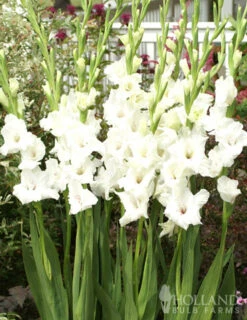 Menu Moonlight Garden Of Summer Blooms -Holland Bulb Farms 76146 white gladiolus 2 2