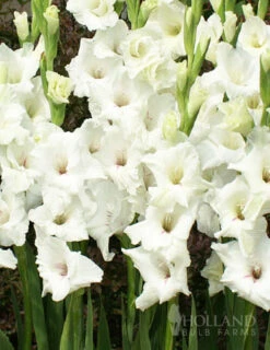 Menu Moonlight Garden Of Summer Blooms -Holland Bulb Farms 76146 white gladiolus 3