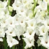 Menu White Gladiolus Value Bag -Holland Bulb Farms 76146 white gladiolus 6