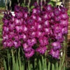 Menu Purple Gladiolus Value Bag -Holland Bulb Farms 76147 purple gladiolus