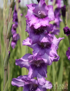 Menu Grape Gladiolus Collection 9 Menu Grape Gladiolus Collection -Holland Bulb Farms 76147 purple gladiolus 2 1