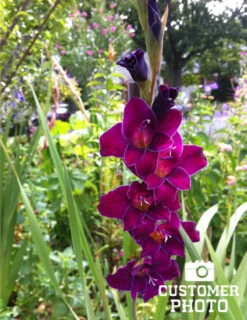 Menu Floral Punch Gladiolus Collection -Holland Bulb Farms 76147 purple gladiolus 3 3