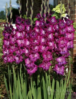 Menu Floral Punch Gladiolus Collection -Holland Bulb Farms 76147 purple gladiolus 5