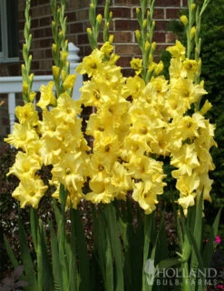 Menu Ultimate Value Gladiolus Collection -Holland Bulb Farms 76150 yellow gladiolus 2 1