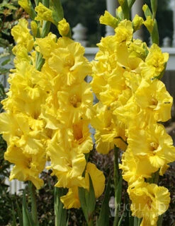 Menu Sunset Gladiolus Collection -Holland Bulb Farms 76150 yellow gladiolus