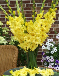 Menu Yellow Gladiolus Value Bag -Holland Bulb Farms 76150 yellow gladiolus 3 2