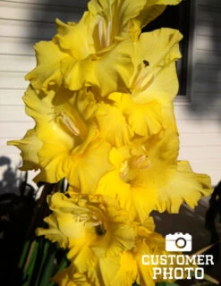 Menu Ultimate Value Gladiolus Collection -Holland Bulb Farms 76150 yellow gladiolus 4 1