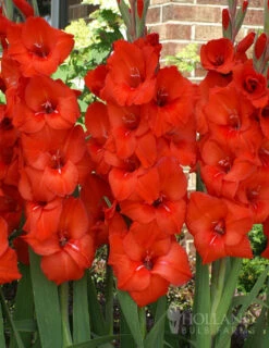 Menu Ultimate Value Gladiolus Collection -Holland Bulb Farms 76151 red gladiolus 1