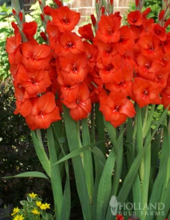 Menu Sunset Gladiolus Collection -Holland Bulb Farms 76151 red gladiolus 3
