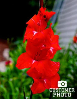 Menu Sunset Gladiolus Collection -Holland Bulb Farms 76151 red gladiolus 4