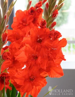 Menu Ultimate Value Gladiolus Collection -Holland Bulb Farms 76151 red gladiolus 5 1