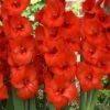 Menu Red Gladiolus Value Bag