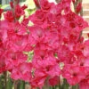 Menu Pink Gladiolus Value Bag 2 Menu Pink Gladiolus Value Bag -Holland Bulb Farms 76152 pink gladiolus value bag 1