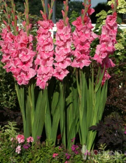Menu Floral Punch Gladiolus Collection -Holland Bulb Farms 76152 pink gladiolus value bag 2