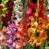 Menu Mixed Gladiolus Value Bag -Holland Bulb Farms 76153 mixed gladiolus 3
