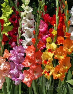 Menu Gladiolus Sampler Special Collection -Holland Bulb Farms 76153 mixed gladiolus 4