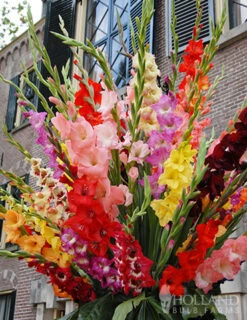 Menu Splash Of Summer Sun Garden Kit -Holland Bulb Farms 76153 mixed gladiolus value bag 2 5