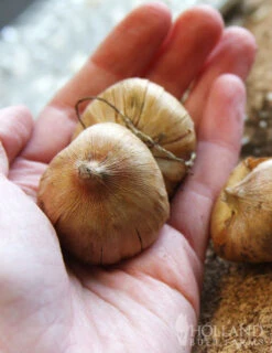 Menu Splash Of Summer Sun Garden Kit -Holland Bulb Farms 76153 mixed gladiolus value bag 6