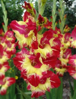 Menu Tropical Drama Gladiolus Collection -Holland Bulb Farms 76160