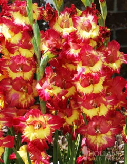 Menu Tropical Drama Gladiolus Collection -Holland Bulb Farms 76160 fun time gladiolus