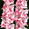 Menu Tampico Pink Gladiolus -Holland Bulb Farms 76161 tampico gladiolus 2 1