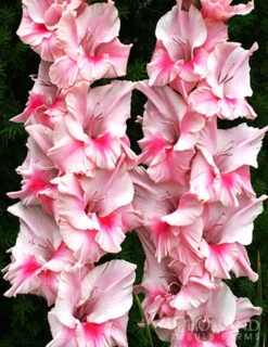 Menu Tampico Pink Gladiolus