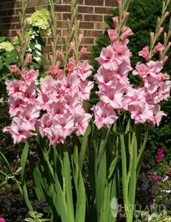 Menu La Vista Pop Gladiolus Collection -Holland Bulb Farms 76161 tampico gladiolus