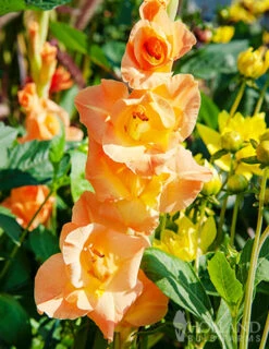 Menu Sunset Gladiolus Collection -Holland Bulb Farms 76162 ovatie gladiolus 2