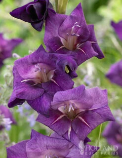 Menu Flirty Large Flowering Gladiolus