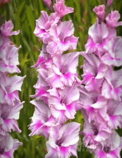 Menu Zamora Gladiolus