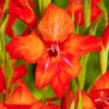 Menu Mirella Hardy Mini Gladiolus -Holland Bulb Farms 76165 mirella gladiolus 2 1