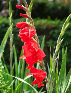 Menu Mirella Hardy Mini Gladiolus -Holland Bulb Farms 76165 mirella gladiolus 3
