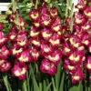 Menu Color Club Gladiolus -Holland Bulb Farms 76167 color club gladiolus