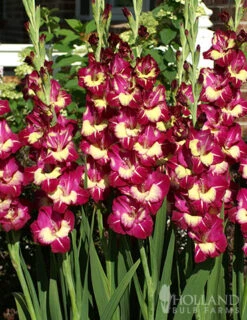 Menu Color Club Gladiolus