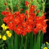 Menu Atom Hardy Gladiolus -Holland Bulb Farms 76169 atom hardy gladiolus 2