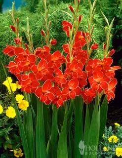 Menu Atom Hardy Gladiolus
