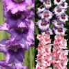 Menu La Vista Pop Gladiolus Collection -Holland Bulb Farms 76171 la vista pop gladiolus