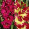 Menu Tropical Drama Gladiolus Collection -Holland Bulb Farms 76172 tropical drama gladiolus collection
