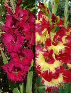 Menu Tropical Drama Gladiolus Collection
