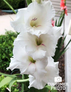 Menu Ultimate Value Gladiolus Collection -Holland Bulb Farms 76173 white gladiolus 2018 09 07 kellie jankowski 3