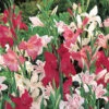 Menu Mixed Hardy Miniature Gladiolus -Holland Bulb Farms 76175 mixed hardy miniature gladiolus