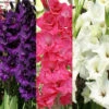 Menu Floral Punch Gladiolus Collection -Holland Bulb Farms 76177 floral punch gladiolus collection