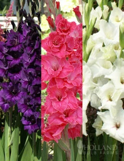 Menu Floral Punch Gladiolus Collection
