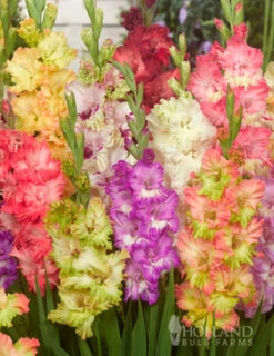 Menu Parrot Gladiolus Mixture