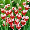Menu Bizar Dutch Gladiolus -Holland Bulb Farms 76183 gladiolus bizar